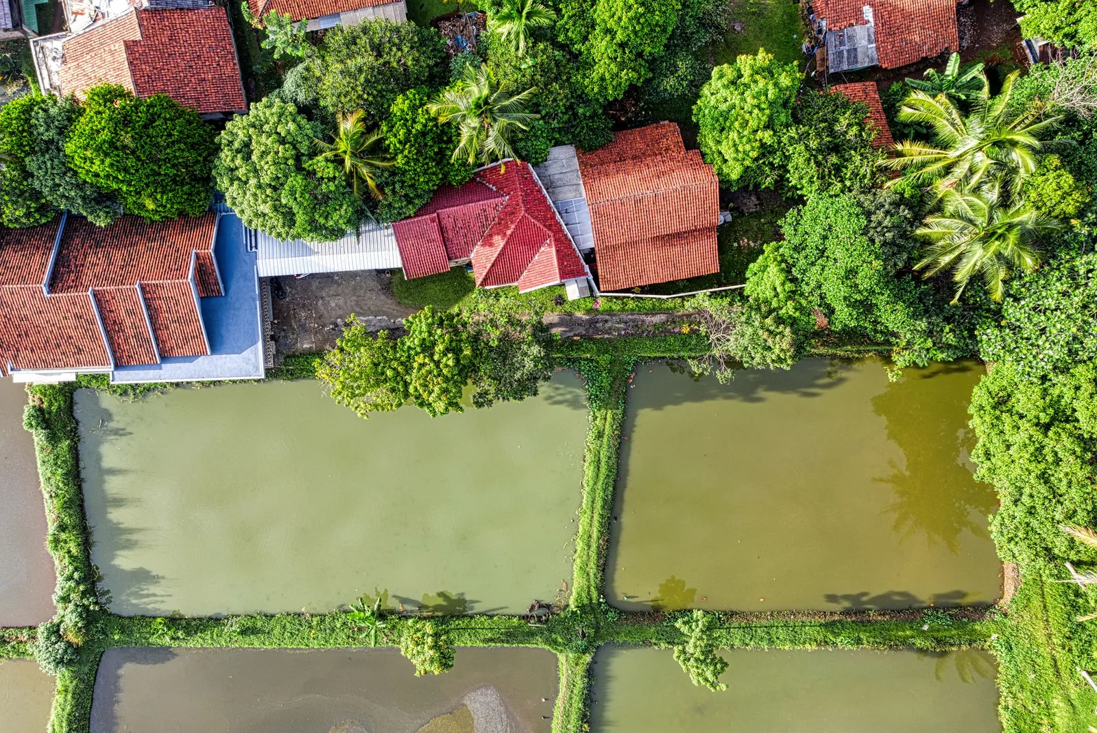 Top view of settlement with colorful residential buildings located near agricultural rice plantations and green trees in rural area of countryside