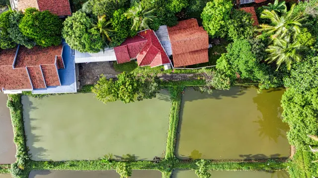 Top view of settlement with colorful residential buildings located near agricultural rice plantations and green trees in rural area of countryside